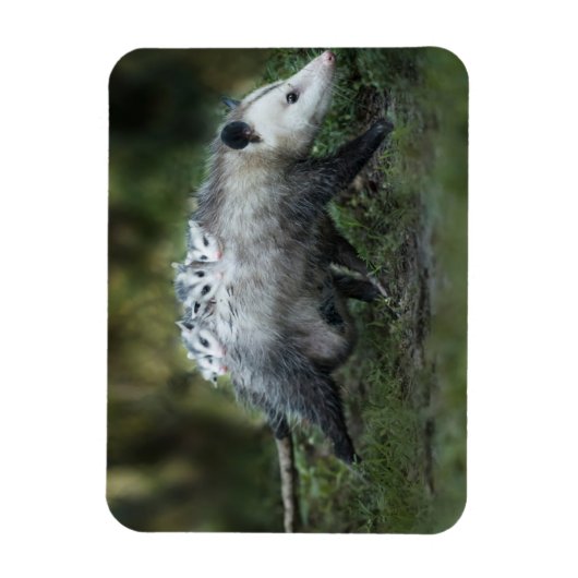 Kutest Baby Animals | Opossum mam & Kinderen Magneet (Verticaal)