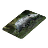 Kutest Baby Animals | Opossum mam & Kinderen Magneet (Linkerzijde)