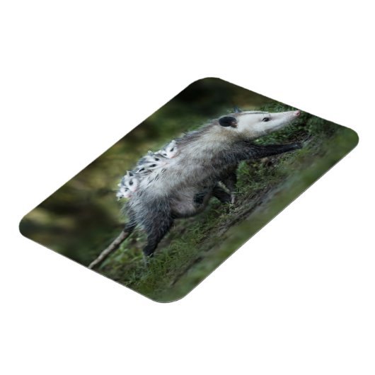Kutest Baby Animals | Opossum mam & Kinderen Magneet (Linkerzijde)