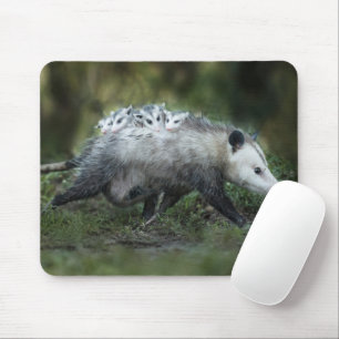 Kutest Baby Animals   Opossum mam & Kinderen Muismat