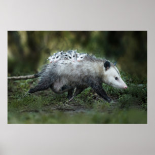 Kutest Baby Animals Opossum mam & Kinderen Poster
