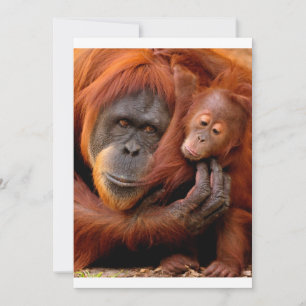 Kutest Baby Animals Orangutan Mam & Baby Bedankkaart