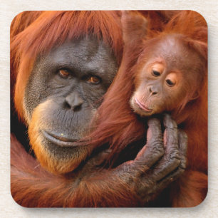Kutest Baby Animals   Orangutan Mam & Baby Bier Onderzetter