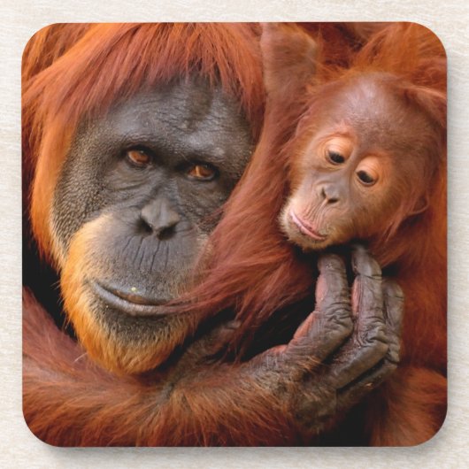 Kutest Baby Animals | Orangutan Mam & Baby Bier Onderzetter (Voorkant)