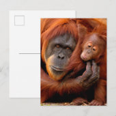 Kutest Baby Animals | Orangutan Mam & Baby Briefkaart (Voorkant / Achterkant)