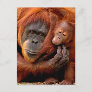 Kutest Baby Animals   Orangutan Mam & Baby Briefkaart
