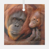Kutest Baby Animals | Orangutan Mam & Baby Glas Ornament (Voorkant)