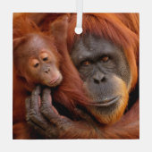 Kutest Baby Animals | Orangutan Mam & Baby Glas Ornament (Achterkant)