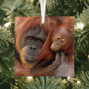 Kutest Baby Animals   Orangutan Mam & Baby Glas Ornament