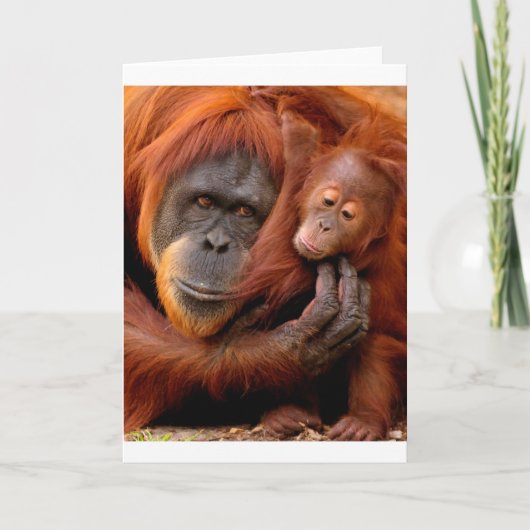 Kutest Baby Animals | Orangutan Mam & Baby Kaart (Voorkant)