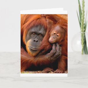 Kutest Baby Animals Orangutan Mam & Baby Kaart