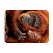 Kutest Baby Animals | Orangutan Mam & Baby Magneet (Horizontaal)