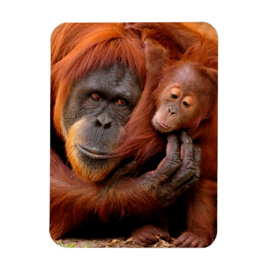 Kutest Baby Animals | Orangutan Mam & Baby Magneet (Verticaal)