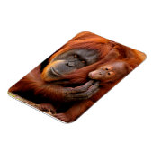 Kutest Baby Animals | Orangutan Mam & Baby Magneet (Linkerzijde)