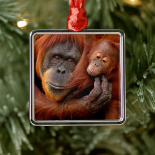 Kutest Baby Animals   Orangutan Mam & Baby Metalen Ornament