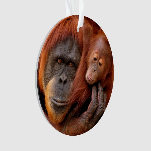 Kutest Baby Animals | Orangutan Mam & Baby Ornament (voorkant)