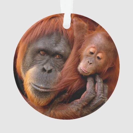 Kutest Baby Animals | Orangutan Mam & Baby Ornament (achterkant)