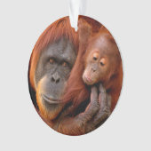 Kutest Baby Animals | Orangutan Mam & Baby Ornament (voorkant)
