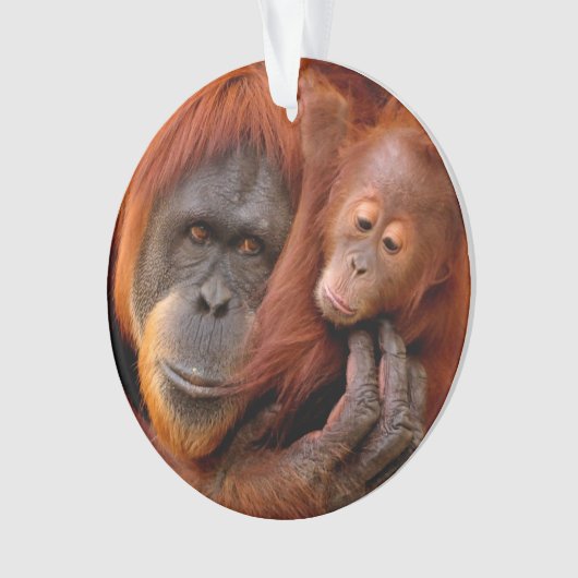 Kutest Baby Animals | Orangutan Mam & Baby Ornament (voorkant)