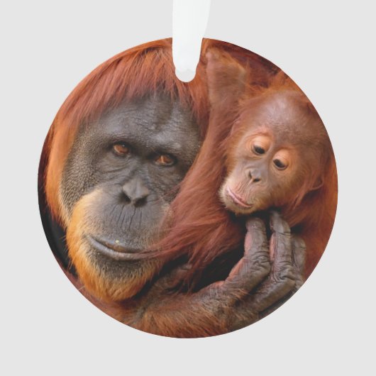 Kutest Baby Animals | Orangutan Mam & Baby Ornament (voorkant)