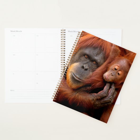 Kutest Baby Animals | Orangutan Mam & Baby Planner (Display)