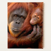 Kutest Baby Animals | Orangutan Mam & Baby Planner (Achterkant)