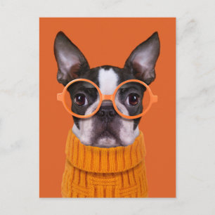 Kutest Baby Animals   Oranje Boston Terrier Briefkaart