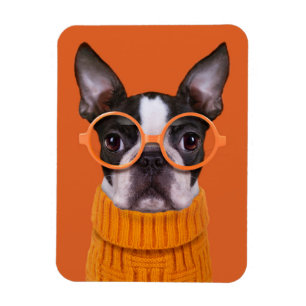 Kutest Baby Animals   Oranje Boston Terrier Magneet