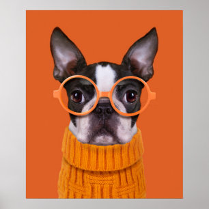 Kutest Baby Animals Oranje Boston Terrier Poster