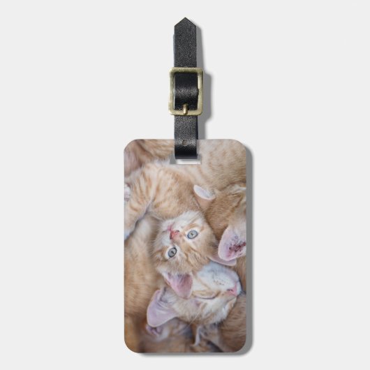 Kutest Baby Animals | Oranje keuten-pool Bagagelabel (Voorkant verticaal)