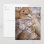 Kutest Baby Animals | Oranje keuten-pool Briefkaart (Voorkant / Achterkant)