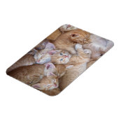 Kutest Baby Animals | Oranje keuten-pool Magneet (Linkerzijde)