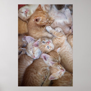 Kutest Baby Animals   Oranje keuten-pool Poster