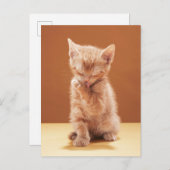 Kutest Baby Animals | Oranje Tabby Kitten Briefkaart (Voorkant / Achterkant)