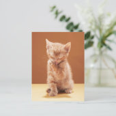 Kutest Baby Animals | Oranje Tabby Kitten Briefkaart (Staand voorkant)