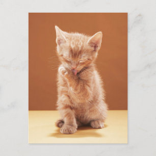 Kutest Baby Animals   Oranje Tabby Kitten Briefkaart