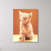 Kutest Baby Animals | Oranje Tabby Kitten Canvas Afdruk (Voorkant)