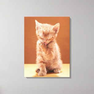 Kutest Baby Animals   Oranje Tabby Kitten Canvas Afdruk