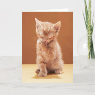 Kutest Baby Animals Oranje Tabby Kitten Kaart
