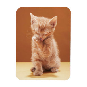 Kutest Baby Animals   Oranje Tabby Kitten Magneet