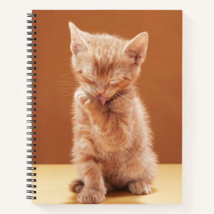 Kutest Baby Animals Oranje Tabby Kitten Notitieboek