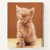 Kutest Baby Animals | Oranje Tabby Kitten Notitieboek (Achterkant)