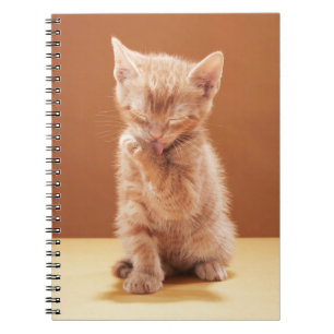 Kutest Baby Animals Oranje Tabby Kitten Notitieboek