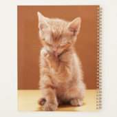 Kutest Baby Animals | Oranje Tabby Kitten Planner (Achterkant)