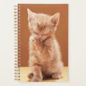 Kutest Baby Animals | Oranje Tabby Kitten Planner (Voorkant)