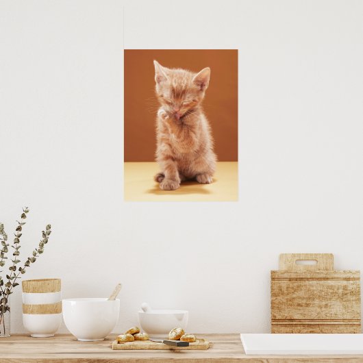 Kutest Baby Animals | Oranje Tabby Kitten Poster (Keuken)
