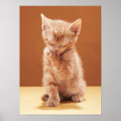 Kutest Baby Animals | Oranje Tabby Kitten Poster (Voorkant)