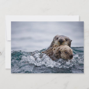 Kutest Baby Animals   Otter Baby en moeder Bedankkaart