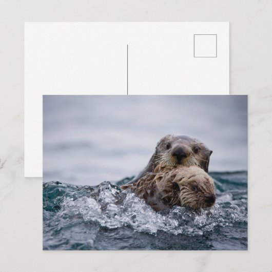Kutest Baby Animals | Otter Baby en moeder Briefkaart (Voorkant / Achterkant)