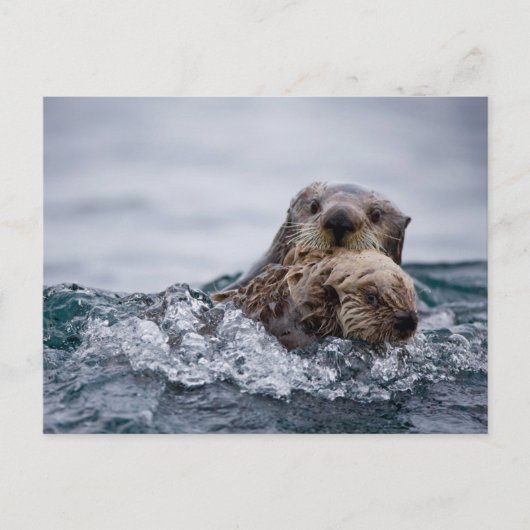 Kutest Baby Animals | Otter Baby en moeder Briefkaart (Voorkant)
